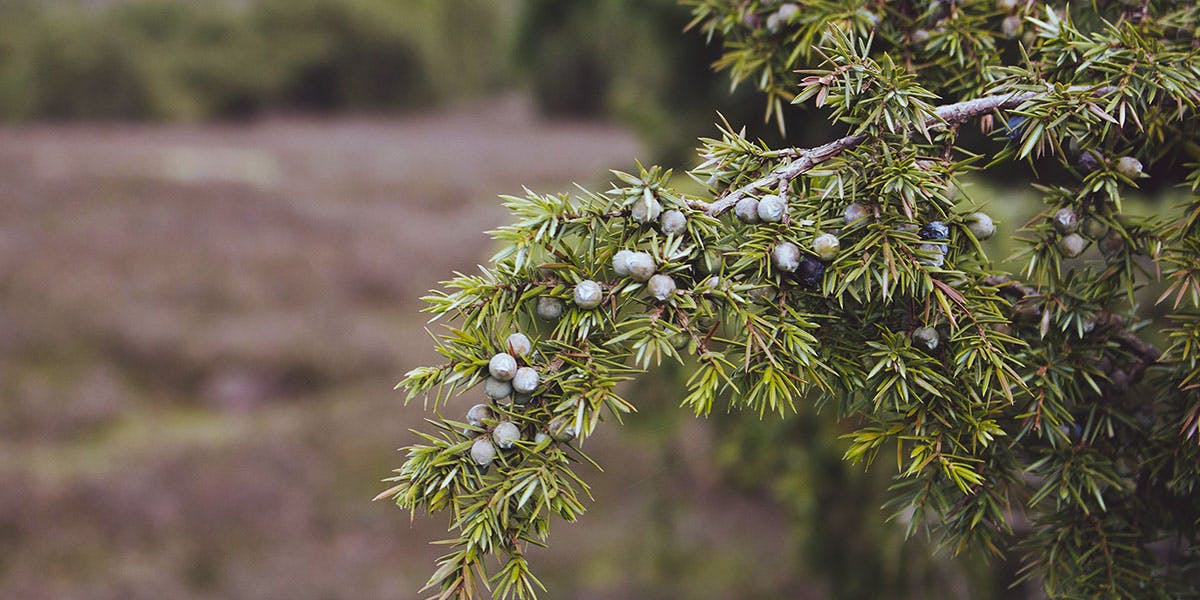 Phew! Has this tree charity saved the UK's native 'gin plant', Juniper   The Curious Drinker