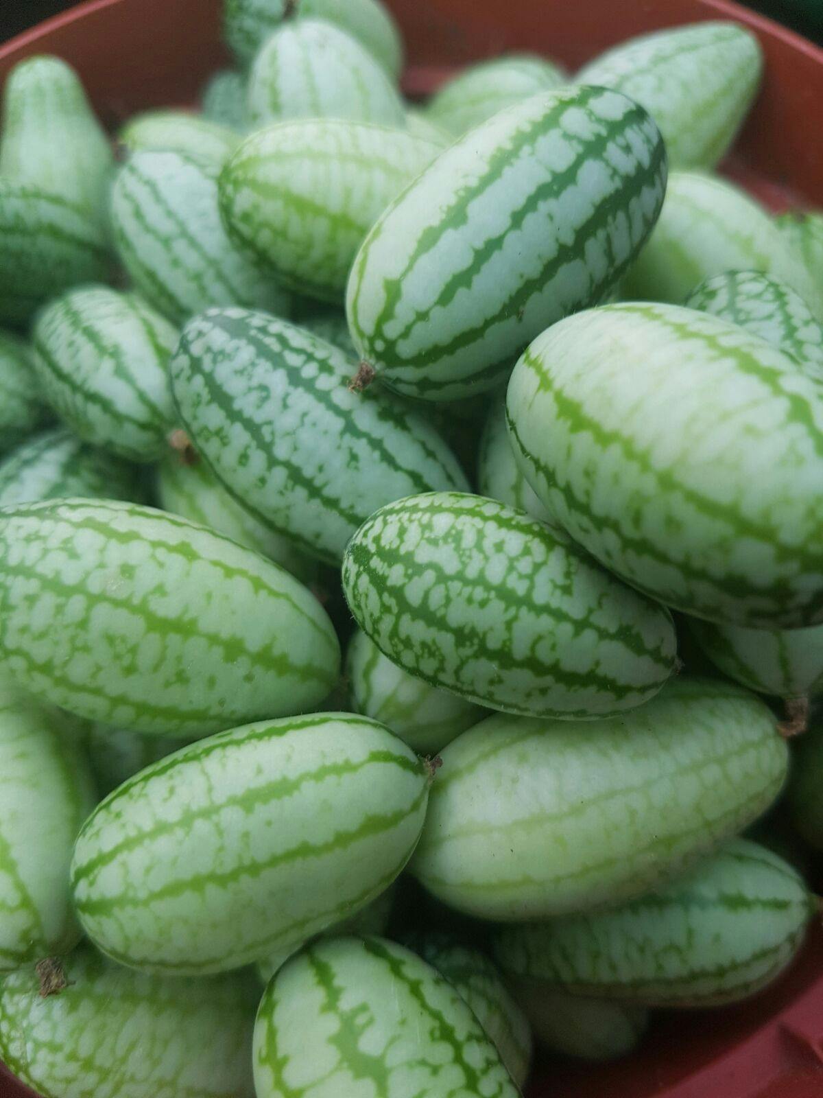 Meet your new favourite G&T garnish!