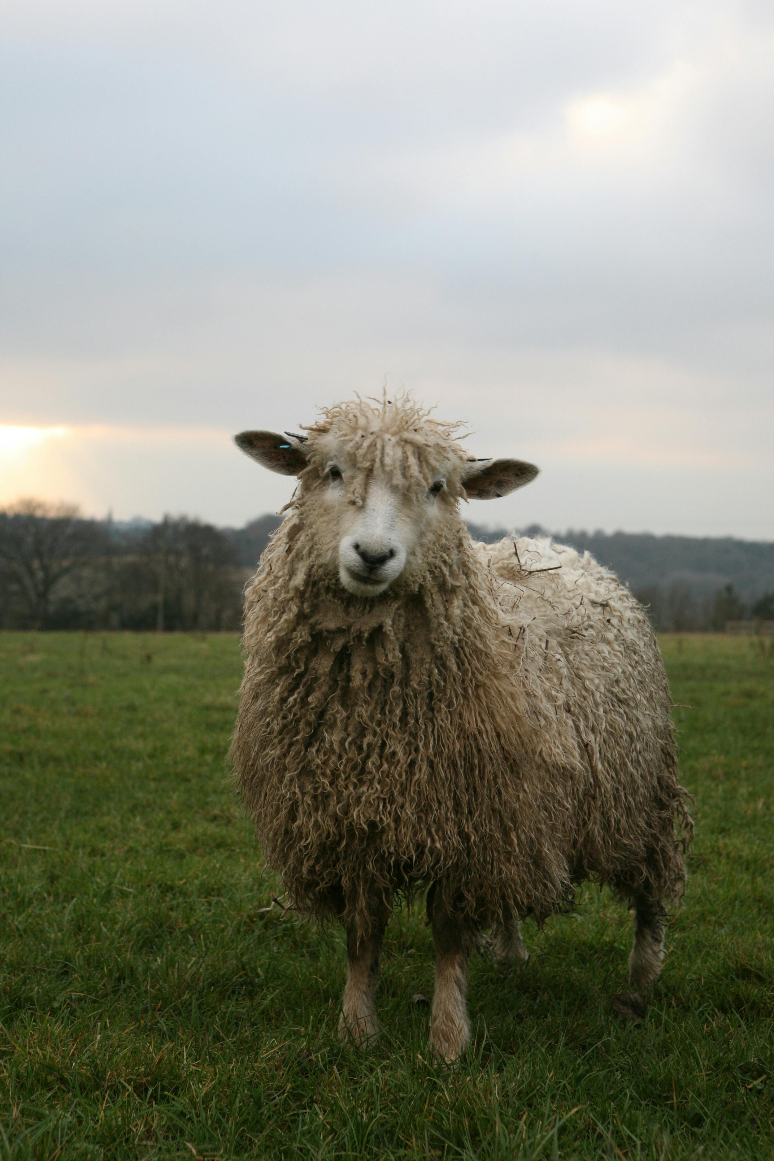 GIN OF THE MONTH: HOW LIMESTONE AND LAMB LED TO LIBATION IN THE COTSWOLDS