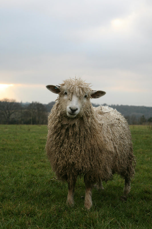 GIN OF THE MONTH: HOW LIMESTONE AND LAMB LED TO LIBATION IN THE COTSWOLDS