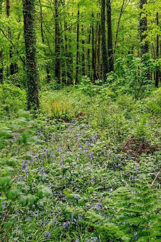 For-a-gin Foraging: the wild world of found botanicals