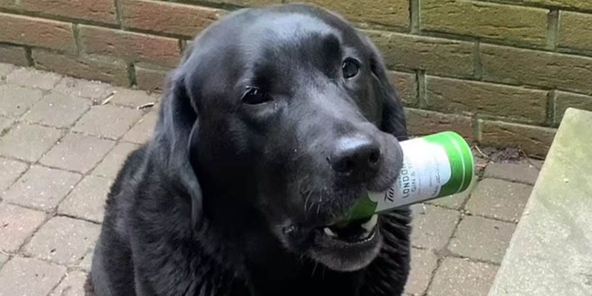 Meet Bear, the GIN-FETCHING LABRADOR! This good boy brings his mum her gin whenever she says "Gin O'clock"!