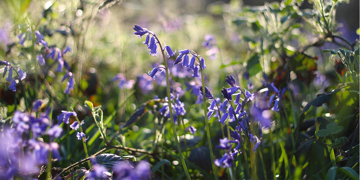 Spring to Life: Top Tips for a Country Picnic (Portable Cocktail included)