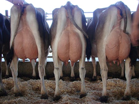 Craft Milk Club: the slow rise of slow-milking micro-dairies