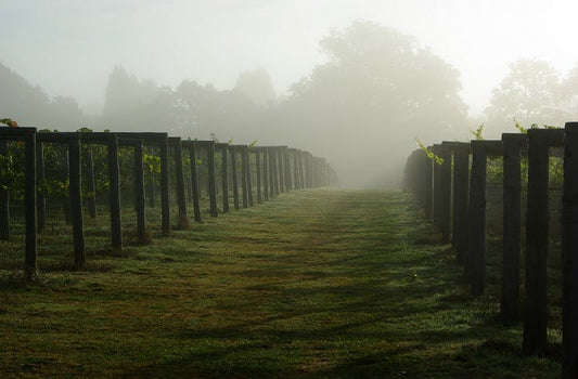 A Global Warming Up to English Wine