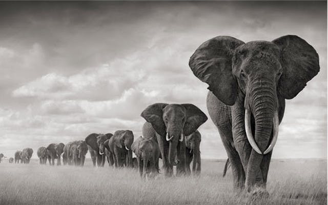 Helping the Herd: How Elephant Gin is supporting Africa’s best-known species