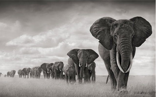 Helping the Herd: How Elephant Gin is supporting Africa’s best-known species