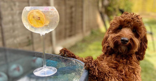 Cameras at the ready, gin lovers! It's time to enter our monthly photo competition... Sip & Snap! 