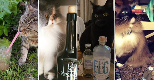 Gin and Cats...Two of our Favourite Things in One Place