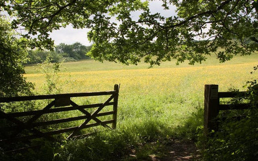 Wild Thing: 3 fabulous wildflower meadows 