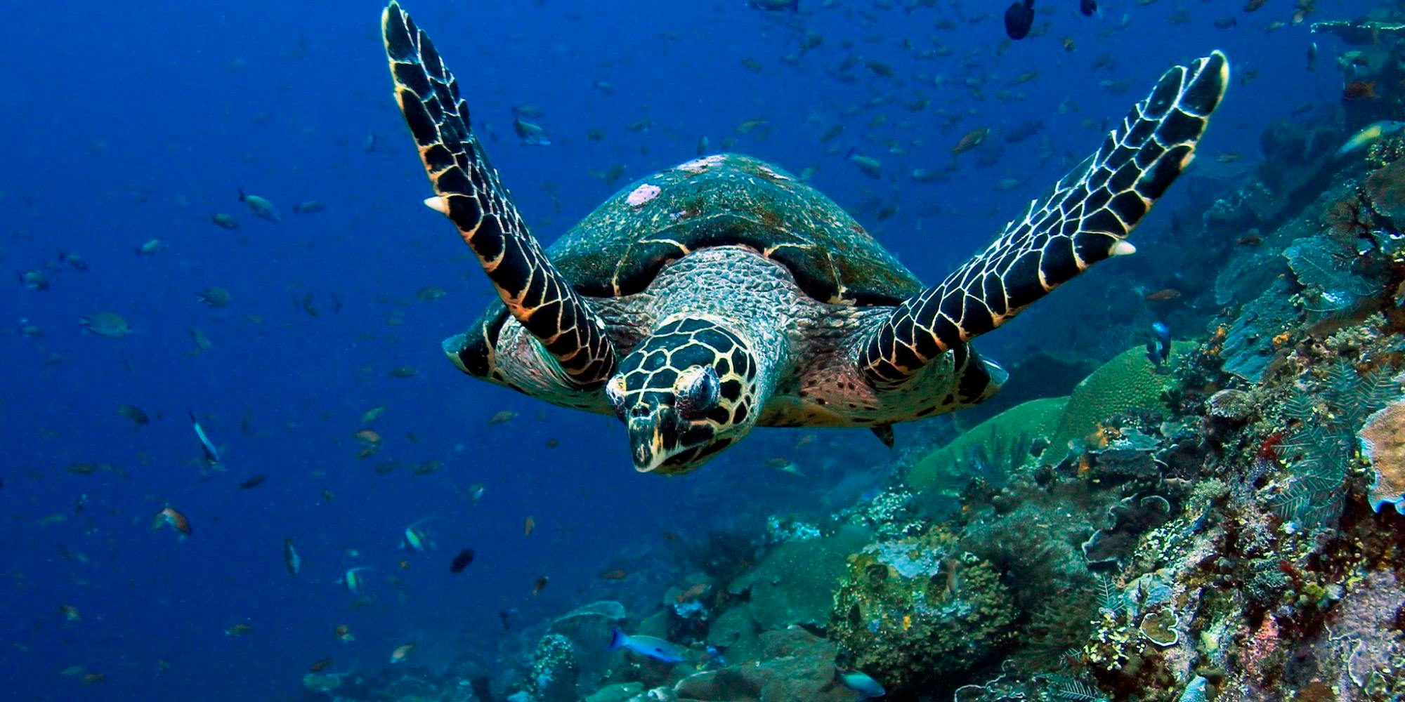 Cocktail of the Week: trolling for turtles in the tropics with an Anno Kent Dry Gin Elderflower G&T