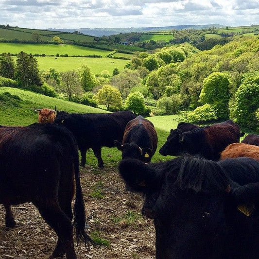 Craft Gin Club Summer Road Trip: whet your whistle in Wales