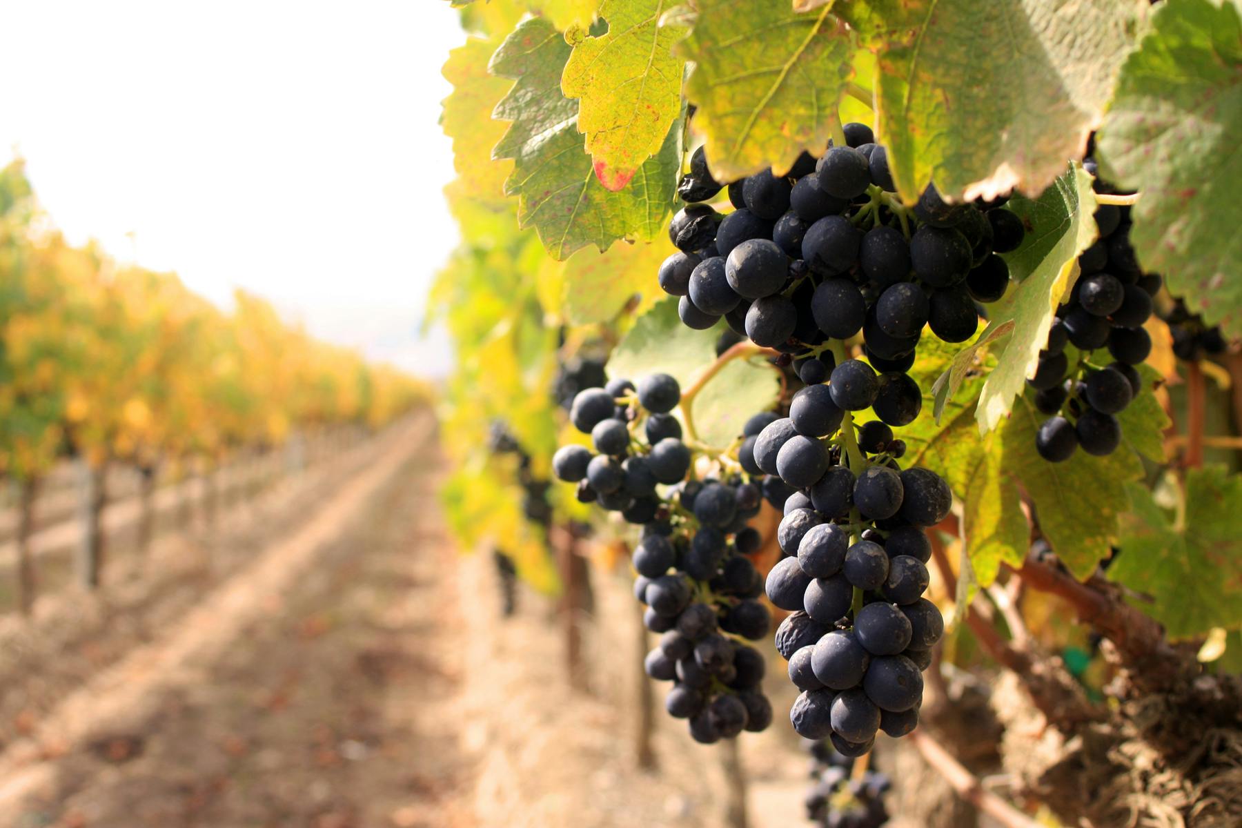 GIN FROM THE VINEYARD: JUNIPER AND GRAPES