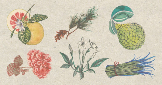 A guide to the bold botanicals in our July '19 Gin of the Month, Theodore Pictish Gin 