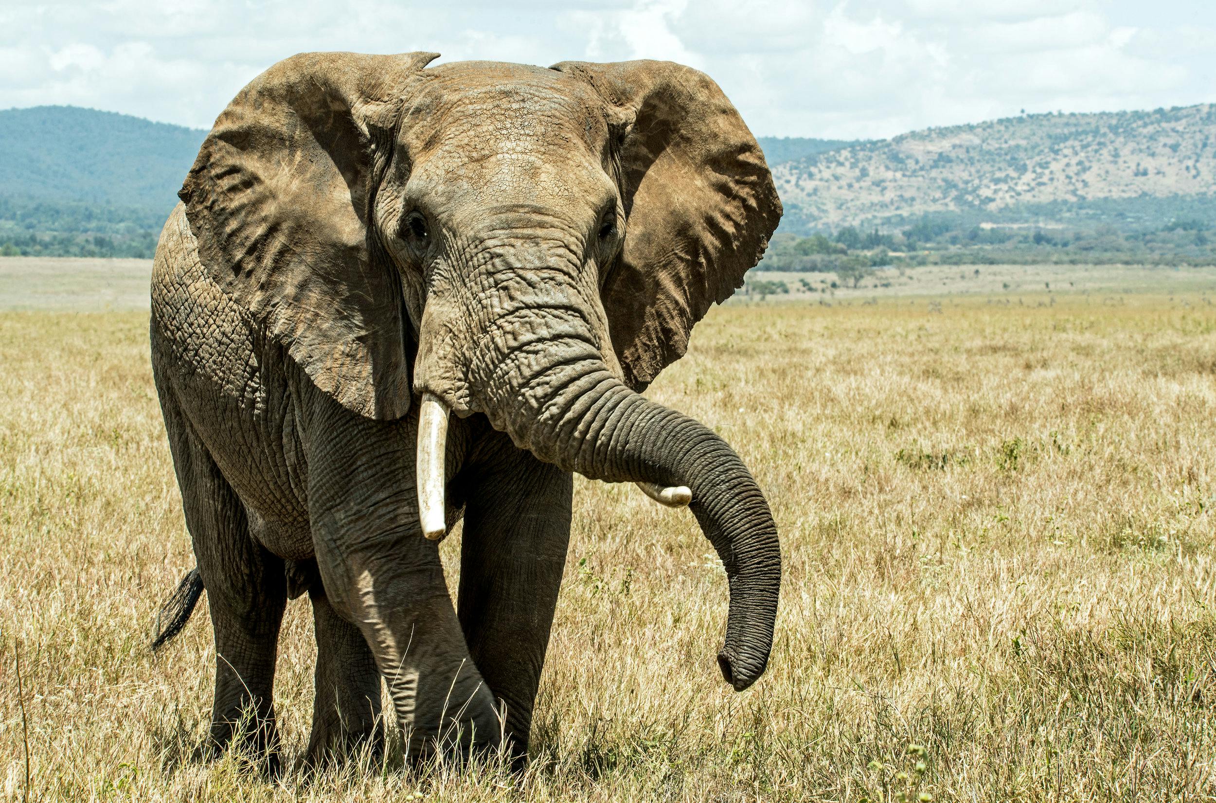 So: elephant poop gin is now an actual thing