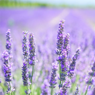 Botanicals Guide: Lavender & a zesty biscotti