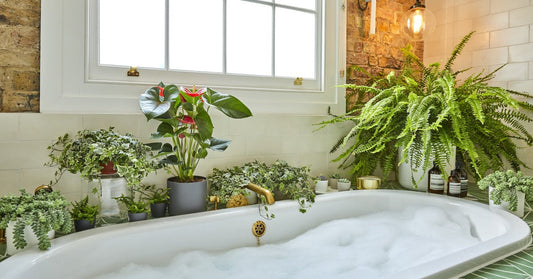 Turn your home into a jungle paradise! 