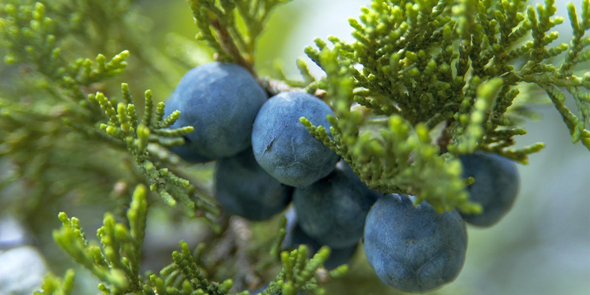 The Gin Herbarium: a guide to herbal gin botanicals!