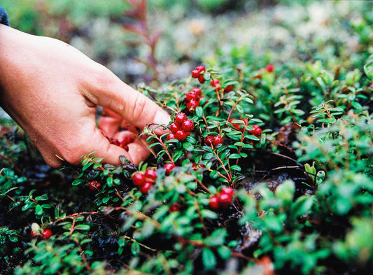 Fruit of the Forest: The Scandi staple you must try in a cocktail