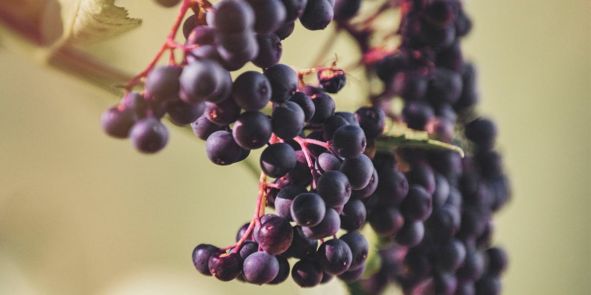 5 gin-friendly fruits you can pick yourself & how to use them with gin!