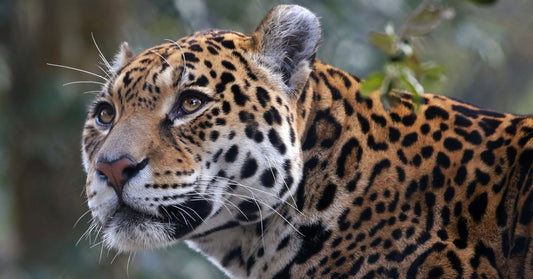 5 Easy Ways to Help Save the Amazon! 